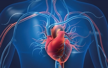 Dünyada En Yaygın Ölüm Sebebi Olan "Kalp ve Damar Hastalıklarına" Dikkat Edilmeli 