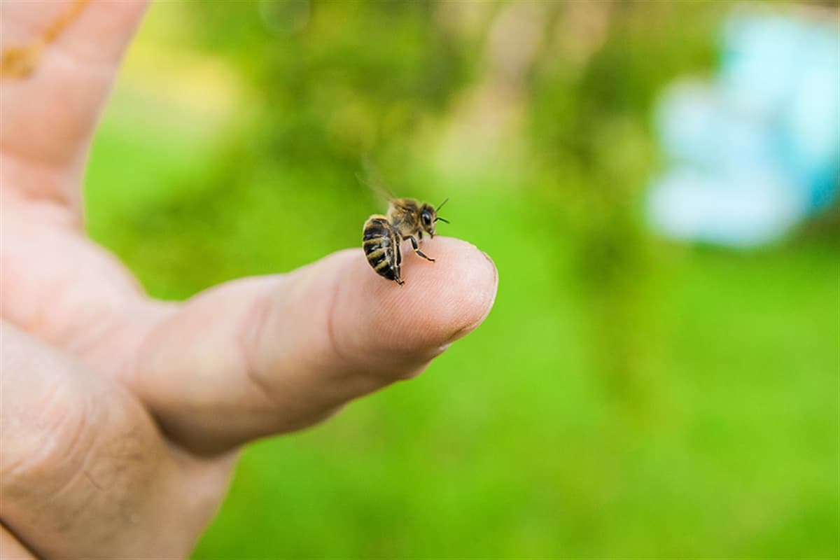 Arı Sokması Anında Ne Yapılmalı ve Tedavisi