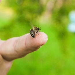 Arı Sokması Anında Ne Yapılmalı ve Tedavisi