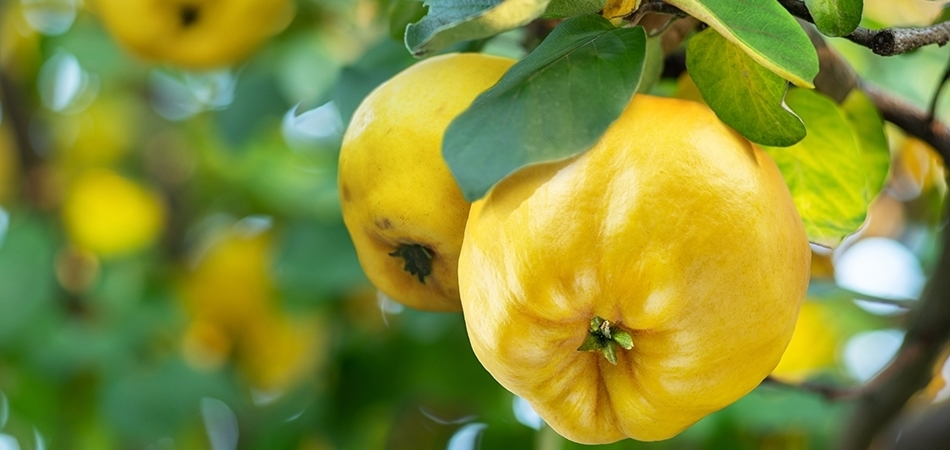 Ayva yemenin faydaları nelerdir? Ayvada hangi vitaminler var?