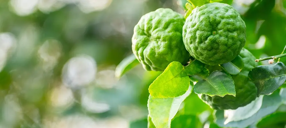 Bergamot nedir? Bergamotun faydaları neler? Bergamot nedir? Bergamotun faydaları neler?