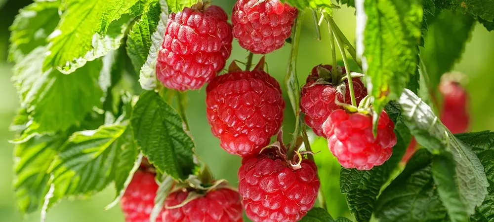 Frambuazın faydaları neler? Frambuaz hangi hastalıklara iyi gelir? Frambuazın faydaları neler? Frambuaz hangi hastalıklara iyi gelir?