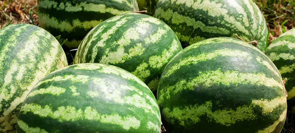 Karpuzun faydaları neler? Karpuz kilo aldırır mı? Karpuzun faydaları neler? Karpuz kilo aldırır mı?