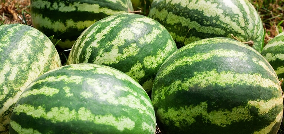Karpuzun faydaları neler? Karpuz kilo aldırır mı?