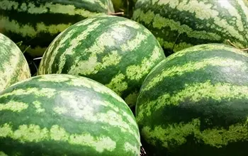 Karpuzun faydaları neler? Karpuz kilo aldırır mı?