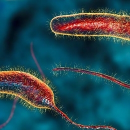 Kolera Belirtileri Nelerdir?