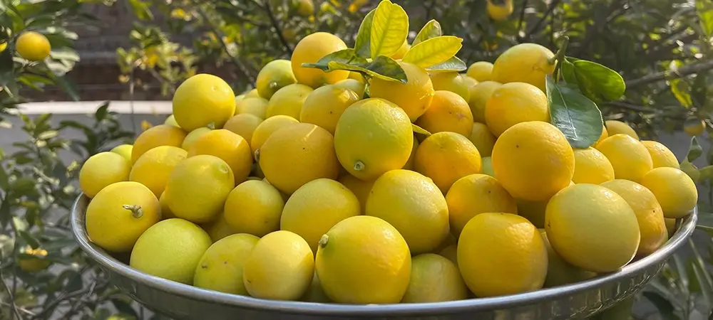 Limon neye iyi gelir? Limon hangi rahatsızlıklarda kullanılabilir? Limon neye iyi gelir? Limon hangi rahatsızlıklarda kullanılabilir?