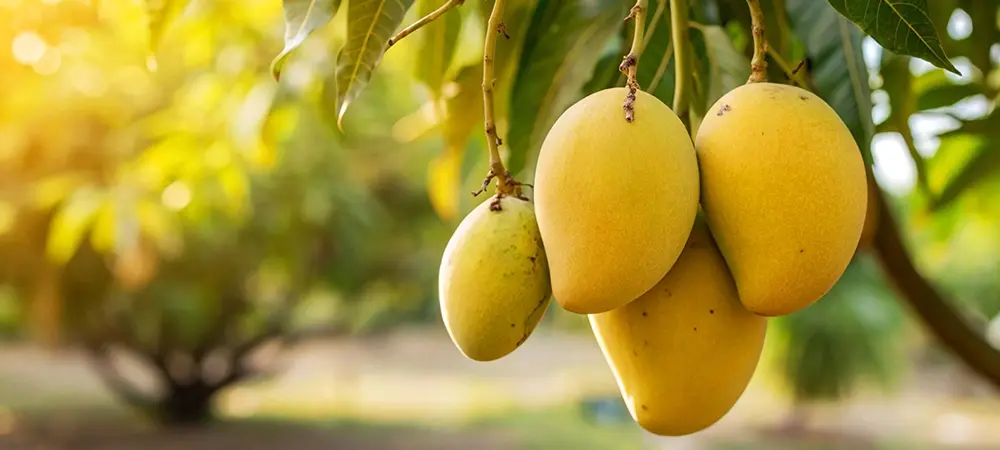 Mango meyvesi nelere iyi gelir? Mango meyvesi nasıl yenilir? Mango meyvesi nelere iyi gelir? Mango meyvesi nasıl yenilir?