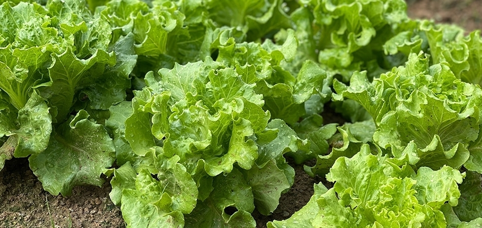 Marulun faydaları neler? Marul ödem attırır mı?