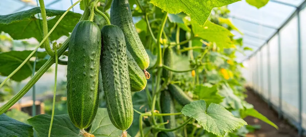 Salatalıkta bulunan su oranı nedir? Salatalıkta bulunan su oranı nedir?