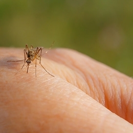 sivrisinek isirigina kasintisina ne iyi gelir nasil gecer medicana saglik grubu