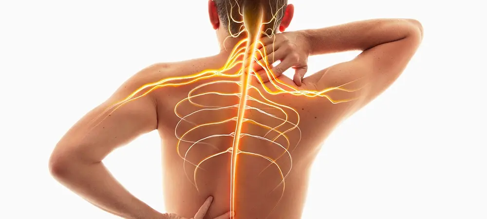 Sinir sisteminin organları nelerdir? Sinir sistemi nasıl çalışır? Sinir sisteminin organları nelerdir? Sinir sistemi nasıl çalışır?