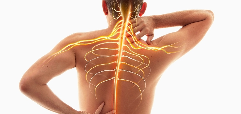 Sinir sisteminin organları nelerdir? Sinir sistemi nasıl çalışır?