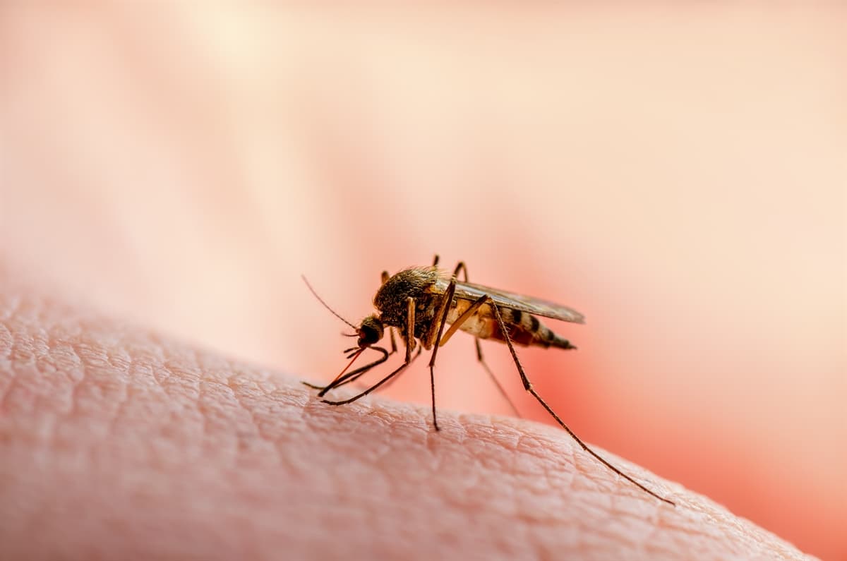 Sıtma Nedir? Belirtileri, Tedavisi & Nasıl Geçebileceği Hakkında Bilgiler