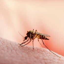 Sıtma Nedir? Belirtileri, Tedavisi & Nasıl Geçebileceği Hakkında Bilgiler