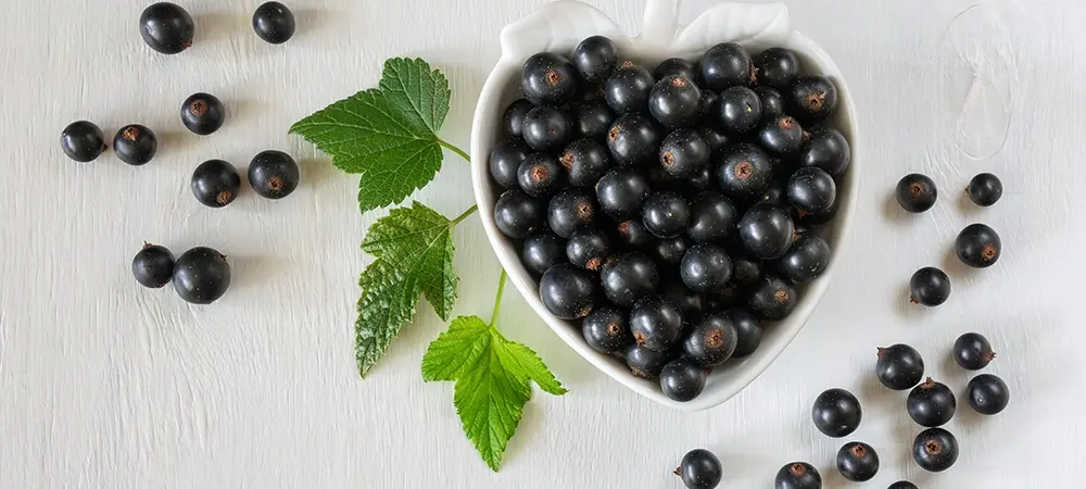Siyah Frenk üzümünün faydaları nelerdir? Siyah Frenk üzümünün tadı neye benziyor? Siyah Frenk üzümünün faydaları nelerdir? Siyah Frenk üzümünün tadı neye benziyor?